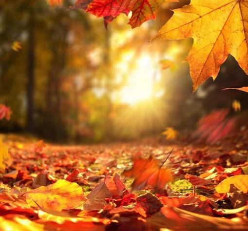 Öffnungszeiten in den Herbstferien